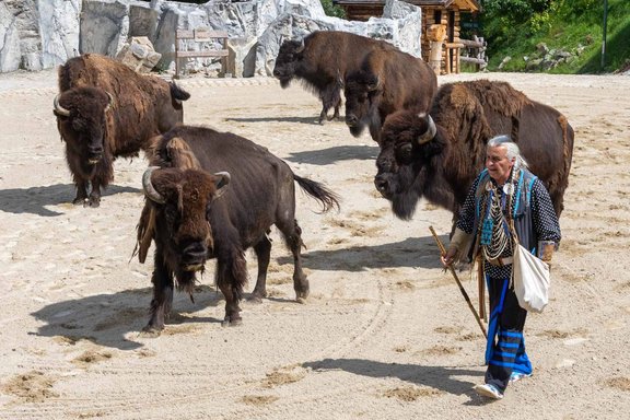 Indianer und vier Bisons in der Westernstadt