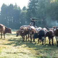 Cattle Days mit Leo Holcknecht Cattle Days mit Leo Holcknecht
