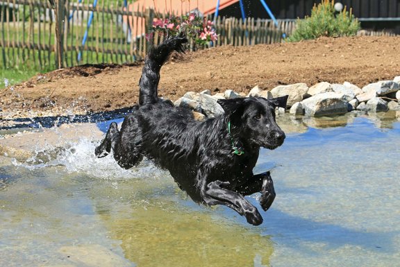 Hund springt in Wasser