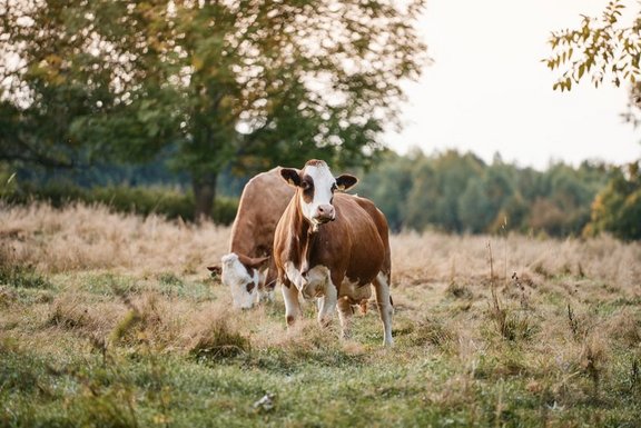 Kühe auf einer Weide in der Dämmerung